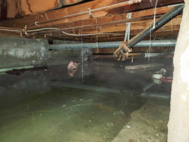 Best Water damage restoration near me  in Federalsburg, MD