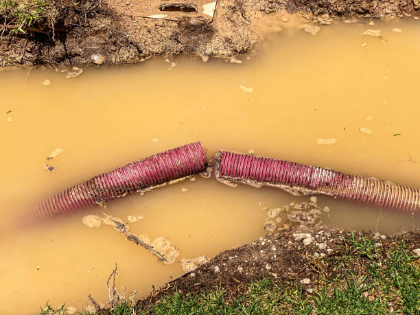 Best Flood restoration services  in Federalsburg, MD
